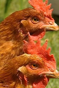 Big Barn Farm Rotten Big Barn Farm: Season 1, Episode 14 | Rotten Tomatoes