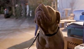 Turner & Hooch: Season 1 Teaser - Special Look photo 2
