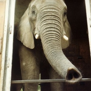 One Lucky Elephant photo 7