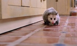 Clockstoppers: Official Clip - Possum Trouble photo 6