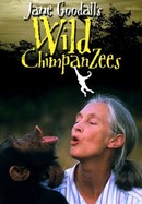 Jane Goodall's Wild Chimpanzees poster image