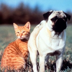 The Adventures of Milo and Otis (1986) photo 1