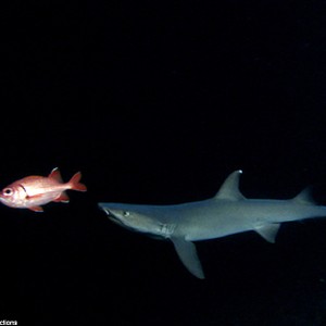 A scene from the film "Sharkwater."