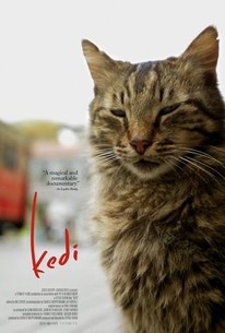 A Movie About the Cats of Istanbul
