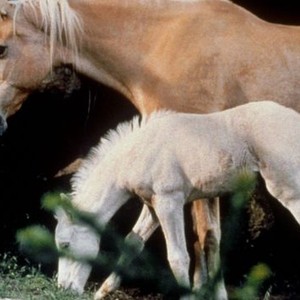 The Silver Brumby (1993) photo 11