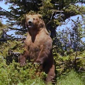 Grizzly Man photo 16