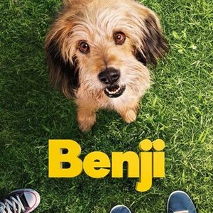 Benji photo 7