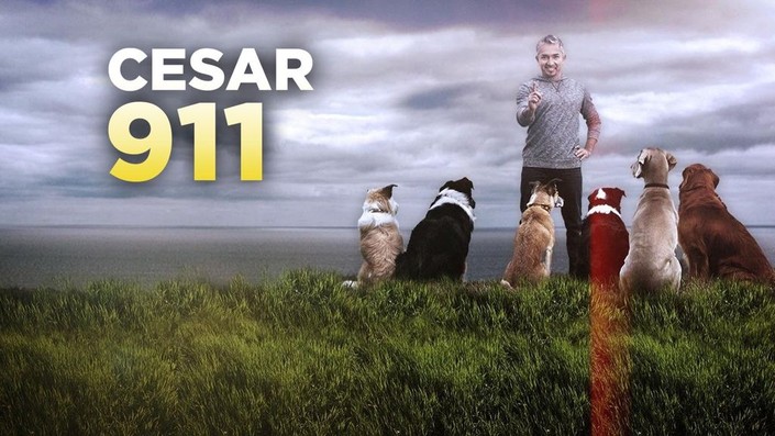 Cesar 911 clearance