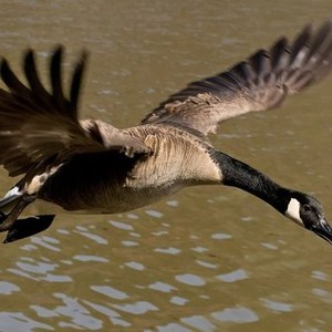 Canada geese hotsell migration movie