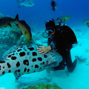A scene from the film "Sharkwater."