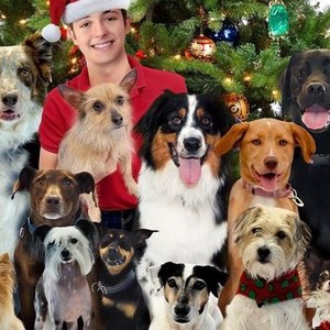 12 Dog Days Till Christmas photo 11