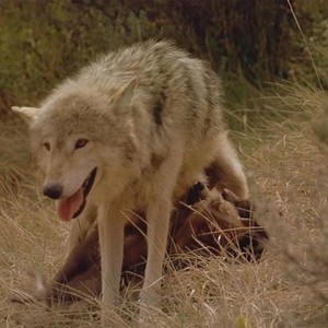 Wolves (1999) photo 4