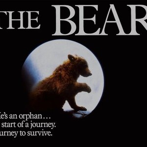 The Bear - Rotten Tomatoes