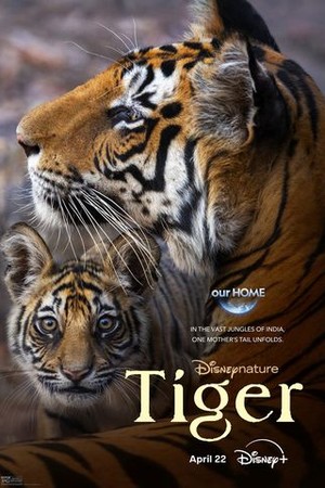 Tiger poster