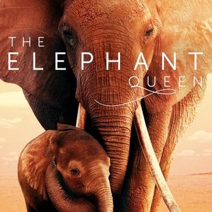 The Elephant Queen photo 9