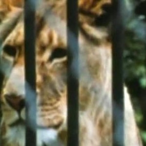 The Lions Are Free (1969) photo 4