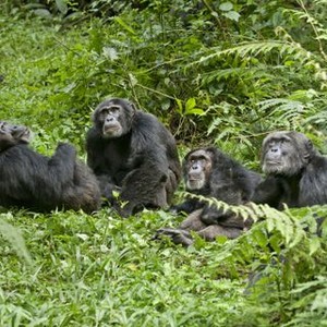 Chimpanzee photo 14