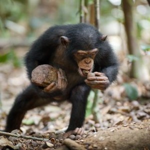 "Chimpanzee photo 5"