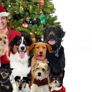 12 Dog Days Till Christmas photo 14