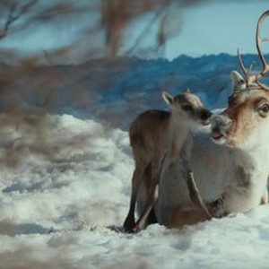 "A Reindeer&#39;s Journey photo 2"