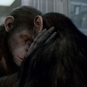 "Rise of the Planet of the Apes photo 10"