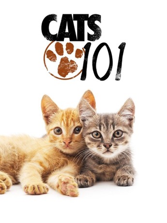 Cats 101 siberian store