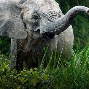 Secrets of the Elephants - Rotten Tomatoes