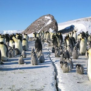 March of the Penguins photo 14