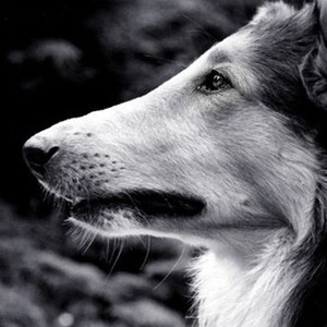 Lassie: Well of Love - Rotten Tomatoes