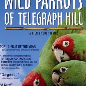 The Wild Parrots of Telegraph Hill (2004) photo 15
