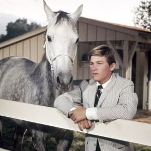 The Horse in the Gray Flannel Suit (1968) photo 5