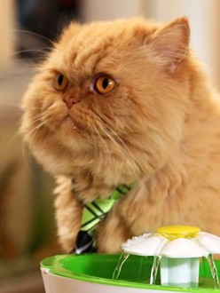 My cat from hell season 10 episode 9 online