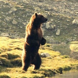 The Bear (1988) photo 9