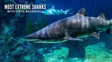 Sand Tiger Shark - Georgia Aquarium