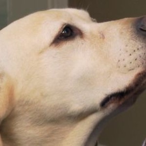 The Dog Who Saved Halloween - Rotten Tomatoes