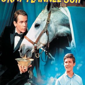 The Horse in the Gray Flannel Suit photo 7