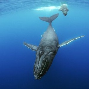 Humpback Whales - Rotten Tomatoes