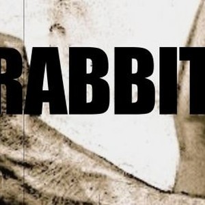 Rabbit photo 4