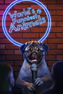 Funniest animals shop tv show