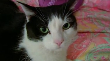 My Cat From Hell Season 3 Episode 10 Rotten Tomatoes