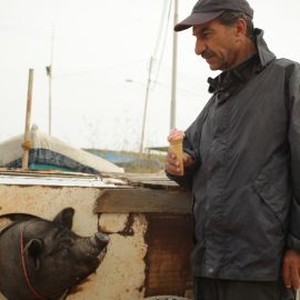 When Pigs Have Wings Rotten Tomatoes