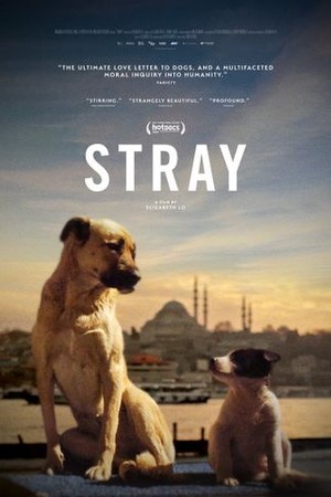Stray poster