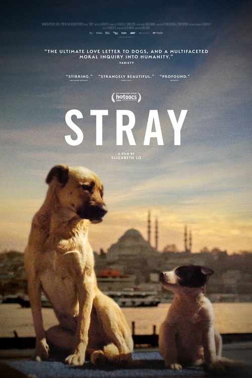 Stray poster