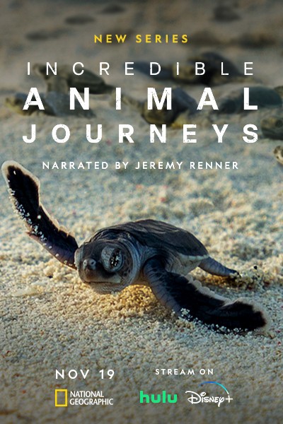 incredible animal journeys