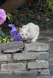 Bad Cat - Rotten Tomatoes