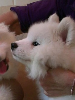 American eskimo dogs 101 top