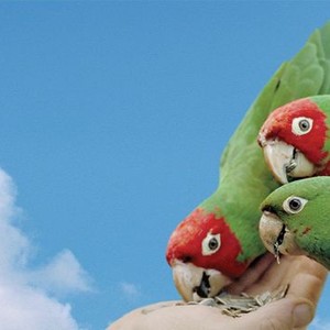 The Wild Parrots of Telegraph Hill photo 7