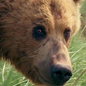 Grizzly Man photo 13