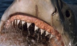 Jaws: The Revenge: Official Clip - A Big Fish photo 8