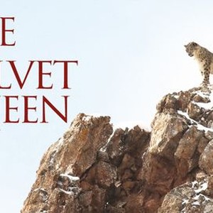 "The Velvet Queen photo 7"